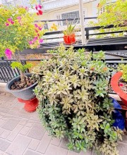 Nguyễn Quân - Mua bán nhà đât HCM