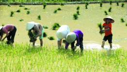 Quy định mới về sử dụng kinh phí hỗ trợ đất trồng lúa