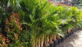 3 loại cây nên trồng trước cổng nhà năm Bính Ngọ để đón tài lộc, vượng khí