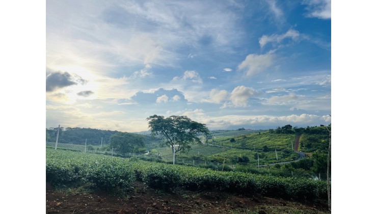 Lô Đất View Trọn Đồi Trà Tâm Châu Siêu Đẹp mà Giá Rẻ Nhất Khu Vực