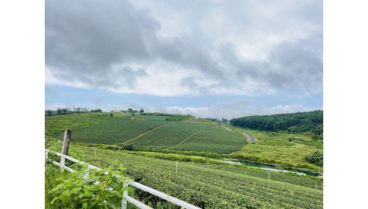 Chính Chủ Bán Đất View Trọn Đồi Trà Tâm Châu Siêu Hót Tại Bảo Lộc