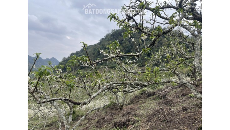 Đất Mộc Châu giá rẻ , vị trí trung tâm Mộc Châu