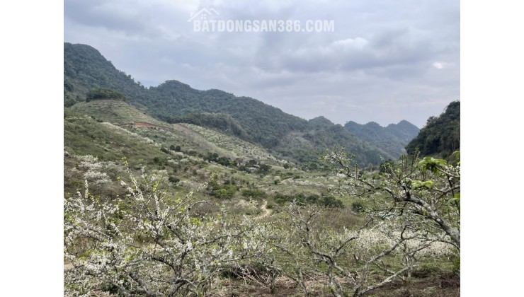 Đất Mộc Châu giá rẻ , vị trí trung tâm Mộc Châu