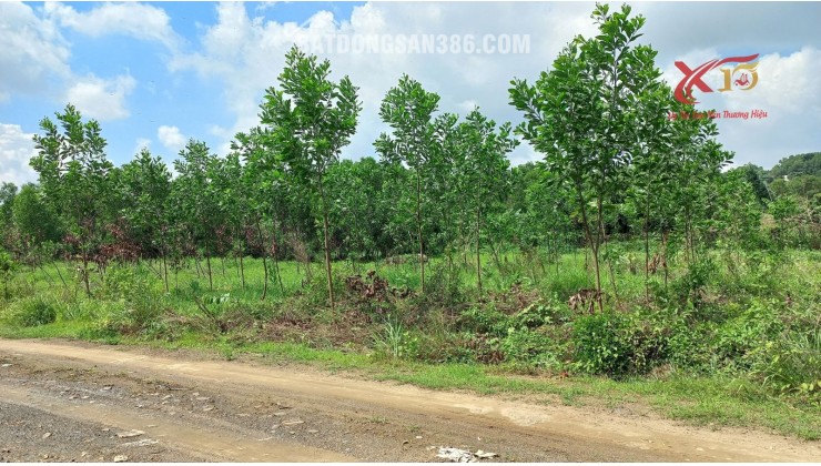 Bán đất qui hoạch SKC xây dựng nhà xưởng xã thiện tân Vĩnh Cửu Biên Hòa Đồng Nai.