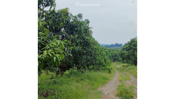 Bán đất vườn xã Phú Ngọc Huyện Định Quán Đồng Nai diện tích 41500m2 giá 16 tỷ