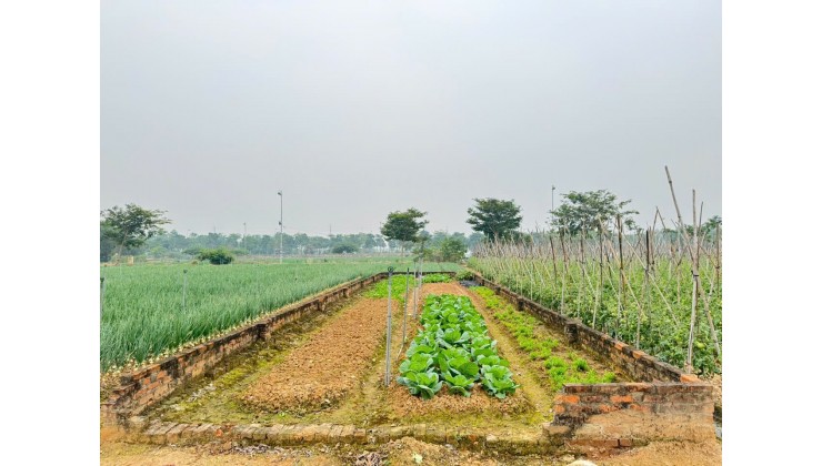 Bán đất khu B dự án KDT Cienco 5, Mê Linh. Gần trường đại học Tài Chính - Ngân Hàng.