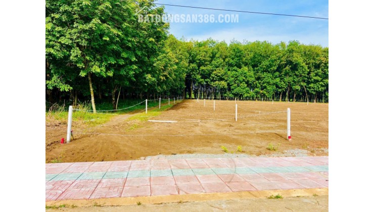 Cần 15x 67 (1000m2) Minh Thắng, TX Chơn Thành, Giá 195tr ( nguyên lô)