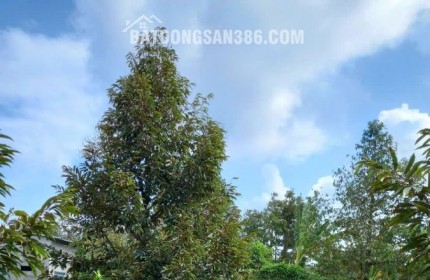 Chính Chủ Bán Đất CLN Diện Tích 902.7m2 Tại Xã Tam Bình, Huyện Cai Lậy
