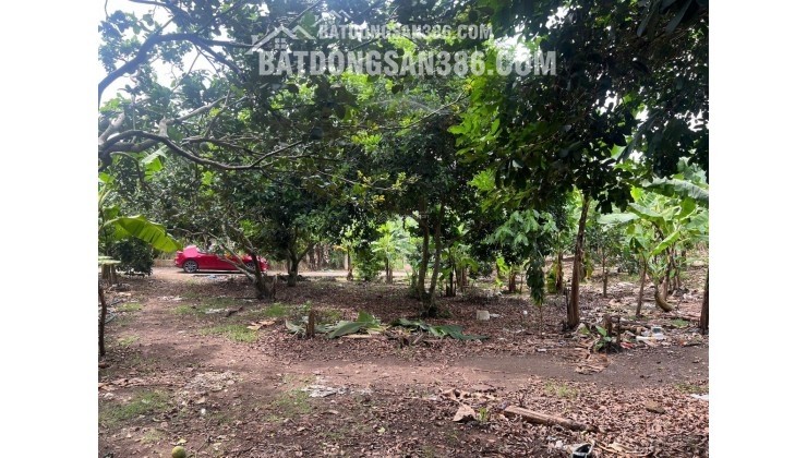 Chính chủ kẹt tiền cần bán gấp đất vườn 2500m2 tại Thống Nhất, Đồng Nai - Giá chỉ 750 triệu