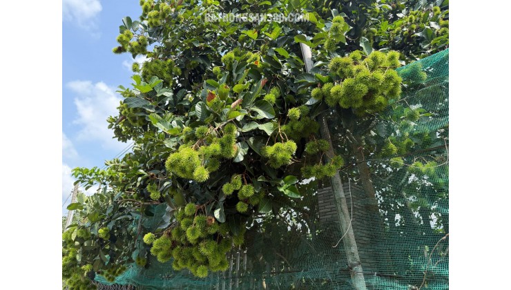 Kẹt tiền bán gấp vườn cây ăn trái 1000m2 cách Long Khánh chỉ 500m - gần TPHCM chỉ 50p di chuyển