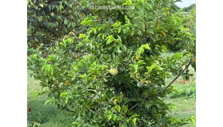 Kẹt tiền bán gấp vườn cây ăn trái 1000m2 cách Long Khánh chỉ 500m - gần TPHCM chỉ 50p di chuyển