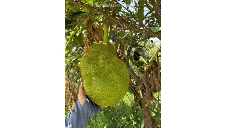 Kẹt tiền bán gấp vườn cây ăn trái 1000m2 cách Long Khánh chỉ 500m - gần TPHCM chỉ 50p di chuyển