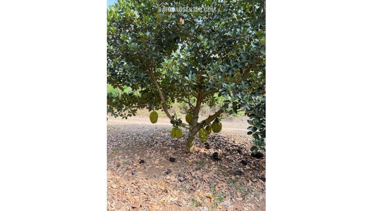 Kẹt tiền bán gấp vườn cây ăn trái 1000m2 cách Long Khánh chỉ 500m - gần TPHCM chỉ 50p di chuyển