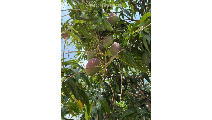 Kẹt tiền bán gấp vườn cây ăn trái 1000m2 cách Long Khánh chỉ 500m - gần TPHCM chỉ 50p di chuyển