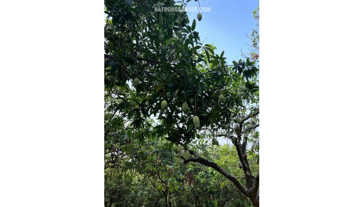 CHÍNH CHỦ BÁN GẤP ĐẤT VƯỜN 1.600M² – VỊ TRÍ ĐẸP, GIÁ TỐT, THÍCH HỢP LÀM NHÀ VƯỜN NGHỈ DƯỠNG HOẶC ĐẦU TƯ