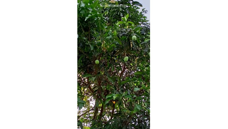 CHÍNH CHỦ NHƯỢNG LẠI LÔ ĐẤT VƯỜN 1500m² – GIÁ CỰC YÊU THƯƠNG: 400 TRIỆU/SÀO