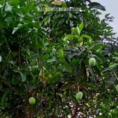 CHÍNH CHỦ NHƯỢNG LẠI LÔ ĐẤT VƯỜN 1500m² – GIÁ CỰC YÊU THƯƠNG: 400 TRIỆU/SÀO