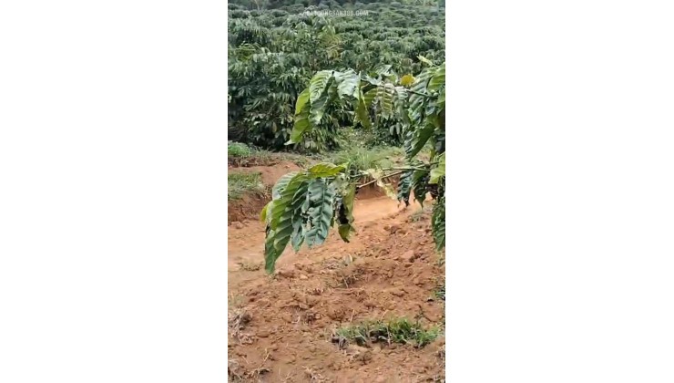CHÍNH CHỦ CẦN BÁN GẤP LÔ ĐẤT CÓ VỊ TRÍ ĐẸP TÂN THANH  - HUYỆN LÂM HÀ   - TỈNH LÂM ĐỒNG