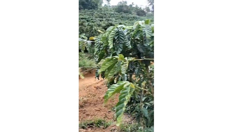 CHÍNH CHỦ CẦN BÁN GẤP LÔ ĐẤT CÓ VỊ TRÍ ĐẸP TÂN THANH  - HUYỆN LÂM HÀ   - TỈNH LÂM ĐỒNG