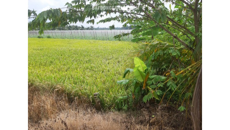 BÁN ĐẤT TẠI HUYỆN CHÂU THÀNH, TIỀN GIANG, 936,1 M2 SẴN SHR CHỈ 800 TRIỆU LH:0367463513.