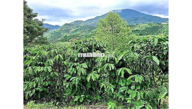 ĐẤT ĐẸP  - GIÁ ĐẦU TƯ –CHÍNH CHỦ  CẦN BÁN  LÔ ĐẤT  TẠI Thôn 10, xã Lộc Nam, Bảo Lâm, Lâm Đồng