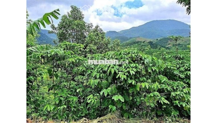 ĐẤT ĐẸP  - GIÁ ĐẦU TƯ –CHÍNH CHỦ  CẦN BÁN  LÔ ĐẤT  TẠI Thôn 10, xã Lộc Nam, Bảo Lâm, Lâm Đồng