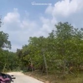 Chính chủ cần bán đất giá rẻ – Chỉ 650 triệu/sào-  Lộc Ninh - Bình Phước