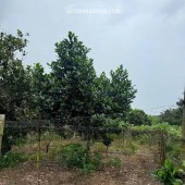 CHÍNH CHỦ CẦN BÁN ĐẤT CHÍNH CHỦ – XÃ THANH AN,HUYỆN  HỚN QUẢN, BÌNH PHƯỚC
