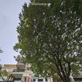 Cho thuê nhà ngõ 110 Trung Kính, DT 92m2 x 5 Tầng, Mặt tiền 4.2m, 9 phòng, Đường 12m, ô tô đỗ cửa.