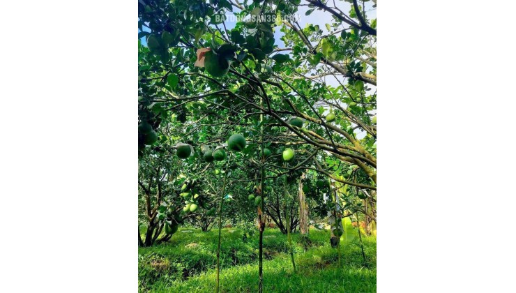  BÁN VƯỜN BƯỞI – TẶNG KÈM ĐẤT THỔ CƯ, GIÁ CHỈ TỪ 300 TRIỆU SỞ HỮU NGAY 