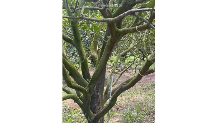  Chỉ 300 Triệu – Sở Hữu Đất Thổ Cư + Tặng Kèm Vườn Bưởi Đang Thu Hoạch