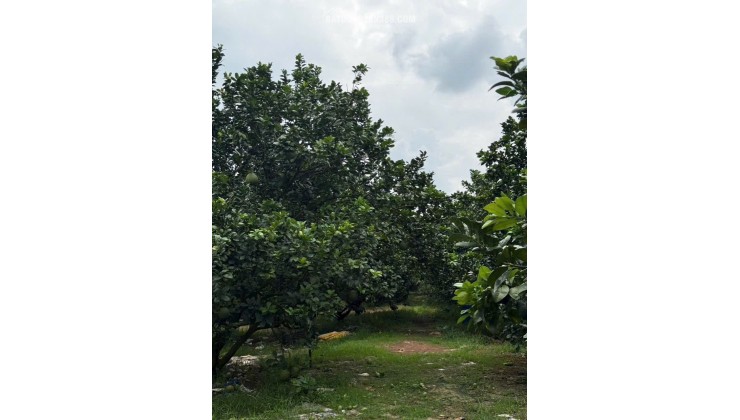 Cần Bán Gấp Vườn Bưởi đẹp hơn 2000m2 tại Bàu Bàng, HCM - Giá tốt