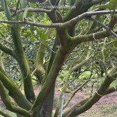  Chỉ 300 Triệu – Sở Hữu Đất Thổ Cư + Tặng Kèm Vườn Bưởi Đang Thu Hoạch