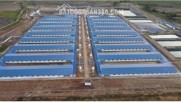 Bán Trang trại heo 26 Ha 18.000 heo thịt, Đang cho thuê 1.1 tỷ/tháng Chư Prông, Gia Lai.