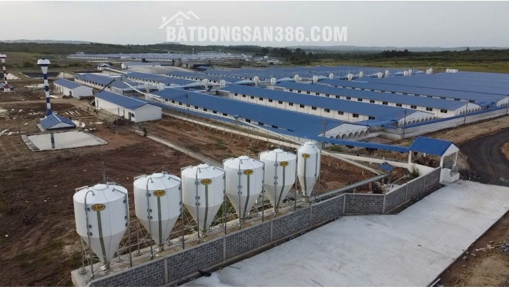 Bán Trang trại heo 26 Ha 18.000 heo thịt, Đang cho thuê 1.1 tỷ/tháng Chư Prông, Gia Lai.