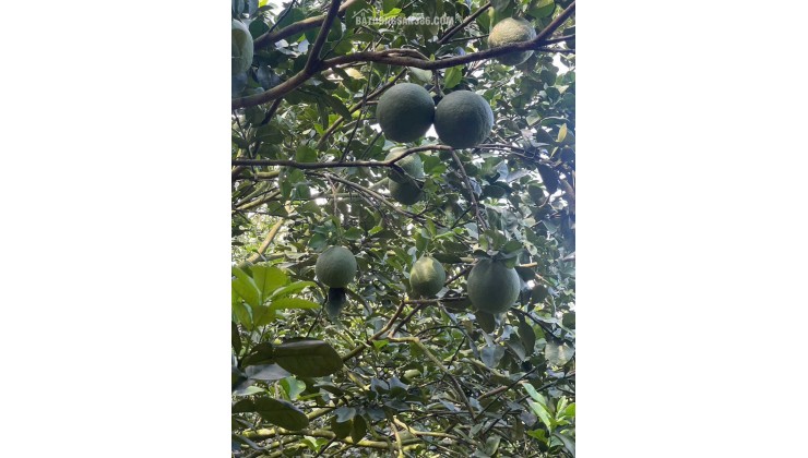 CƠ HỘI ĐẦU TƯ – AN CƯ LÝ TƯỞNG TẠI TRỪ VĂN THỐ, BÀU BÀNG