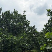 Hiếm! Vườn Bưởi Lâu Năm Ở Bàu Bàng – Đường Xe Tải, Pháp Lý Rõ Ràng