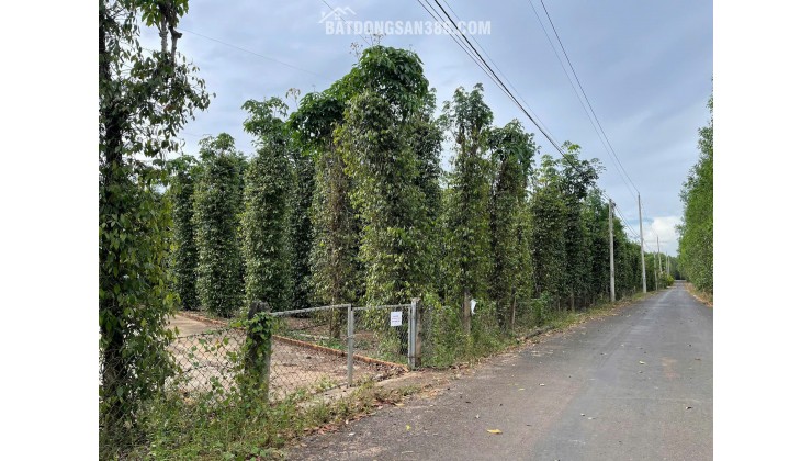 BÁN SIÊU PHẨM ĐẤT PHỦ HỒNG VƯỜN ĐẸP - Phù Hợp Cho Mọi Gia Đình