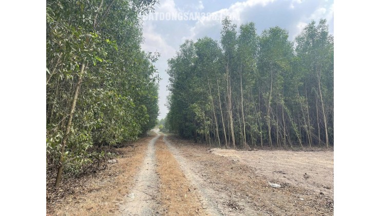 Bán Đất Khu Dân Cư Phước An Nhơn Trạch Giá Rẻ