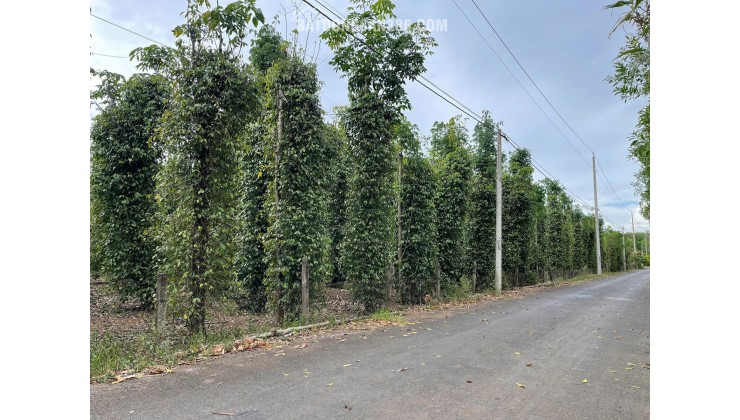 BÁN SIÊU PHẨM ĐẤT PHỦ HỒNG VƯỜN ĐẸP - Phù Hợp Cho Mọi Gia Đình