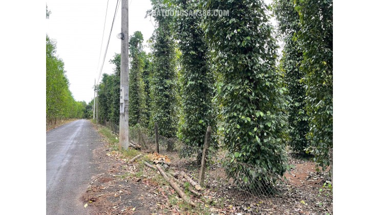 BÁN SIÊU PHẨM ĐẤT PHỦ HỒNG VƯỜN ĐẸP - Phù Hợp Cho Mọi Gia Đình