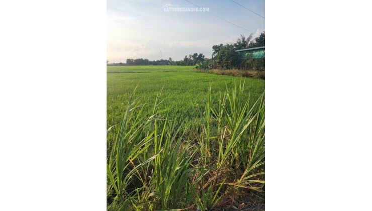 Bán gấp lô đất lúa hai mặt tiền hạ giá 550 triệu.công