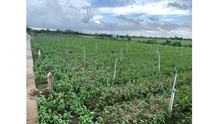 Bán gấp đất nền thổ cư Bà Lẫy Sổ sẵn công chứng ngay