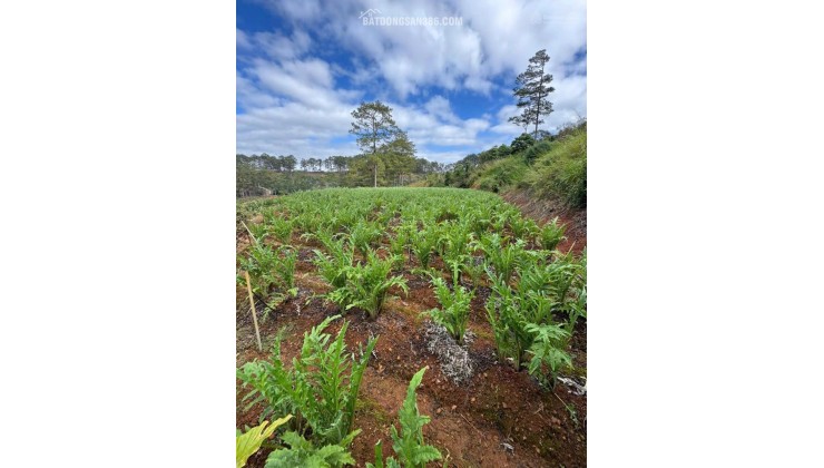 Bán đất tại xã Đạ Sar, Lạc Dương, Lâm Đồng, 400 triệu/1000m2 đẹp, nhiều tiện ích