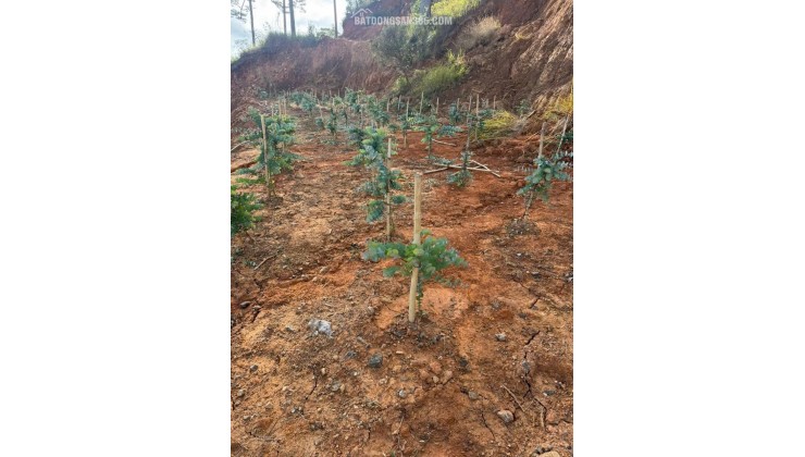 Bán đất tại xã Đạ Sar, Lạc Dương, Lâm Đồng, 400 triệu/1000m2 đẹp, nhiều tiện ích