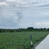 Bán gấp đất nền thổ cư Bà Lẫy Sổ sẵn công chứng ngay