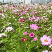  KHI CUNG ĐƯỜNG MỞ LỐI – UTOPIA VILLAS & RESORT MỞ VẬN 