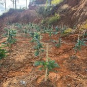 Bán đất tại xã Đạ Sar, Lạc Dương, Lâm Đồng, 400 triệu/1000m2 đẹp, nhiều tiện ích