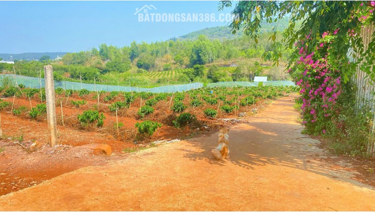 Gần 1,7 sào hẻm ql27, liên hiệp, đức trọng cũ, lâm đồng