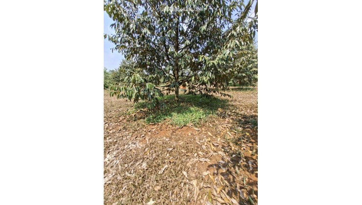 BÁN VƯỜN SẦU RIÊNG ĐẤT ĐỒNG NAI 240.TIẺU